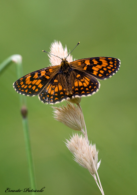 da determinare - Melitaea sp.